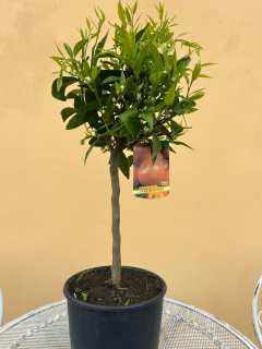 Mandarinka - Citrus Mandarino - výška 70-80cm s květináčem