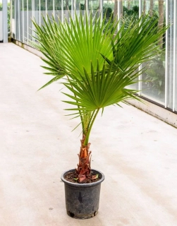 Washingtonia robusta 50-60 cm ( -10°C)