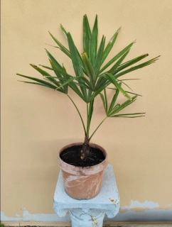 Trachycarpus fortunei, kmen 10-15cm, celková výška 60-80cm s květináčem