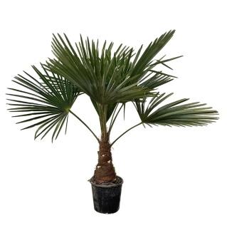 Trachycarpus fortunei (Chamaerops excelsa), výška palmy s květináčem 170-190cm
