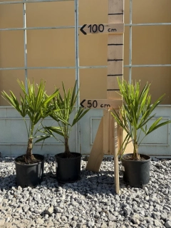 AKCE 2+1 zdarma- Trachycarpus fortunei, výška rostlinky 40-50cm