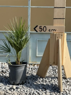 Chamaerops Humilis 40-50cm, -14°C
