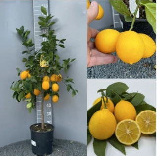 Citrus Meyer/Citronovník Meyer s plody, výška 130-150cm s květináčem