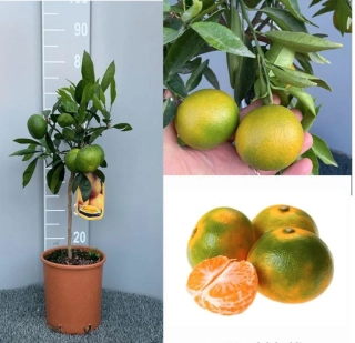 Japonská Mandarínka Satsuma Miyagawa - výška 60-80cm