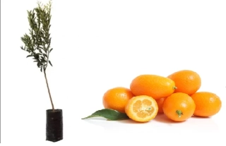 Kumquat - výška 110-130cm
