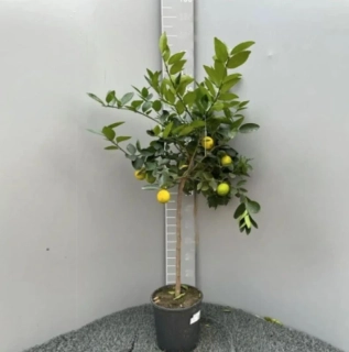 Limequat / Lemonkumquat 110-130cm