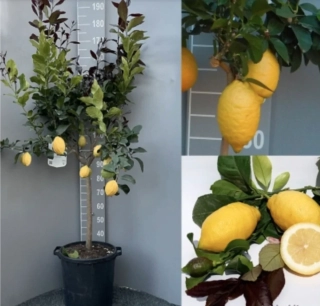 Citrus Carrubaro 150-190cm s květináčem