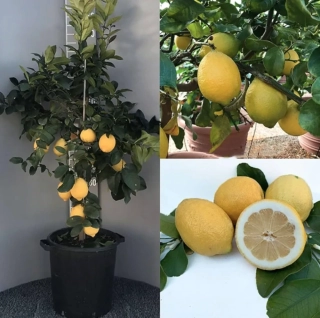 Citrus Limone Zagara Bianca - výška 150-190cm