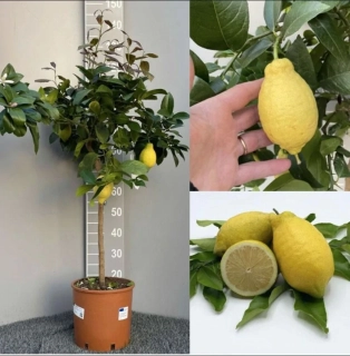 Akce - Citrus Limone Lunario - výška 140/170cm