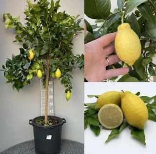 Citrus Limone Lunario - výška 170-190cm