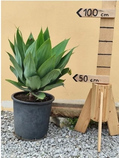 Agave attenuata - výška s květináčem 80 - 90 cm