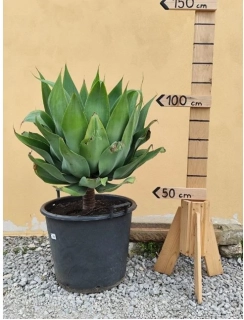 Agave attenuata - výška s květináčem 110 - 120 cm