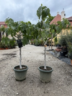 Fíkovník Ficus carica - odroda de la Reina - 160-170cm, -12°C